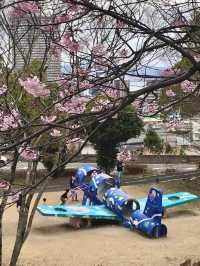 Cherry Blossoms in Full Bloom at Ojigaoka Park