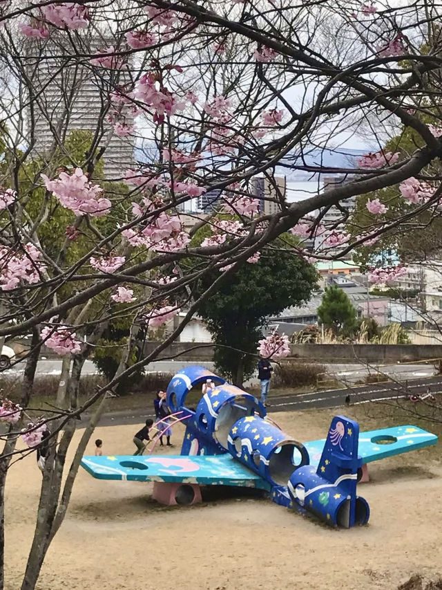 Cherry Blossoms in Full Bloom at Ojigaoka Park