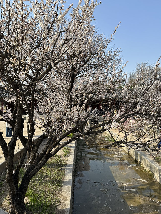 매화나무 살구나무가 흐드러진🌸 창경궁 봄나들이