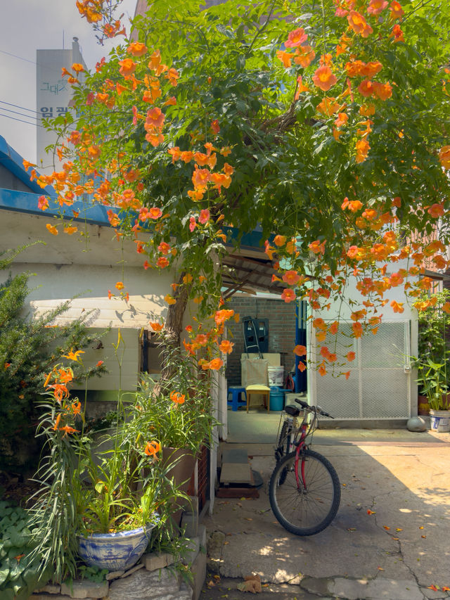 여름의 시작을 알리는 주황빛 능소화🧡🌿