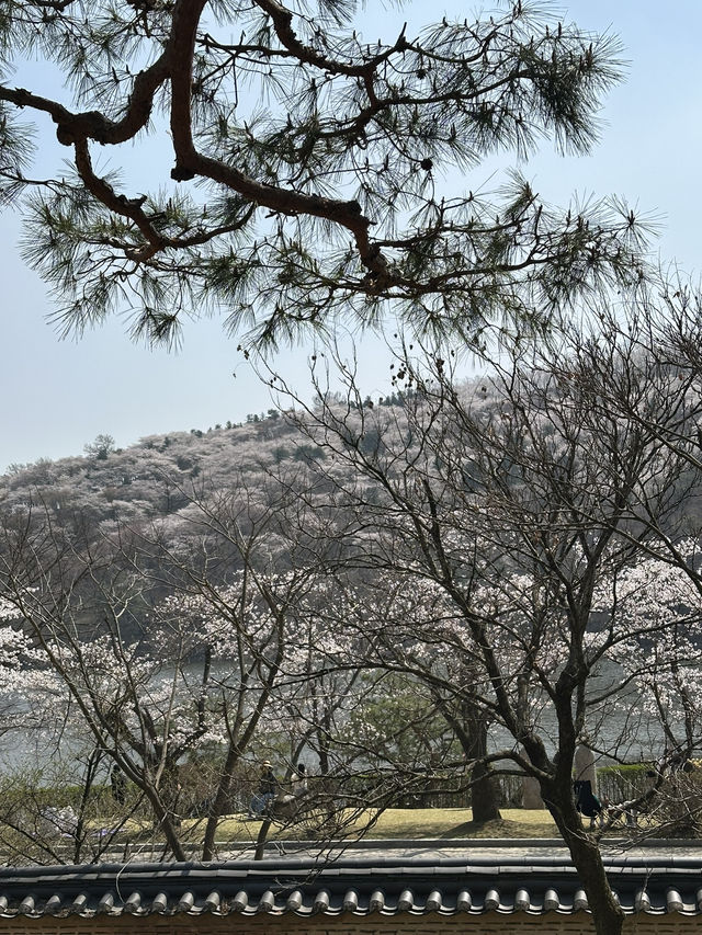 늦봄 나들이 막차🌸 용인 호암미술관 희원