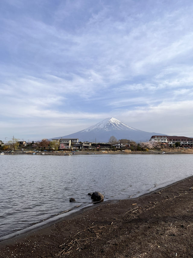 mountaim fuji with cherry blossom season 