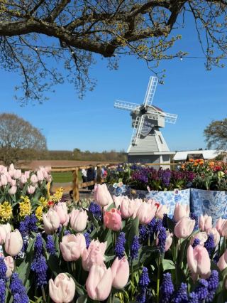 Tulip Fields Day Trip from Birmingham