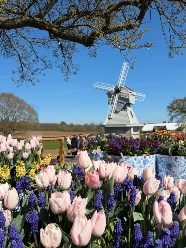 Tulip Fields Day Trip from Birmingham