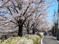 名古屋-山崎川四季之路，日本百佳賞櫻勝地