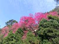 汐止大尖山步道，賞櫻兼健行半日遊 Go