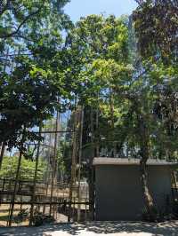 A Wild Escape: Manila Zoo