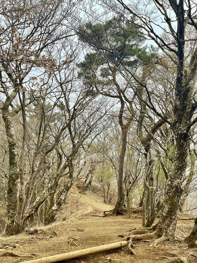 【神奈川】鍋割山⛰️