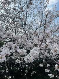 Petals & Paradise: My Cherry Blossom Adventure in Jinhae