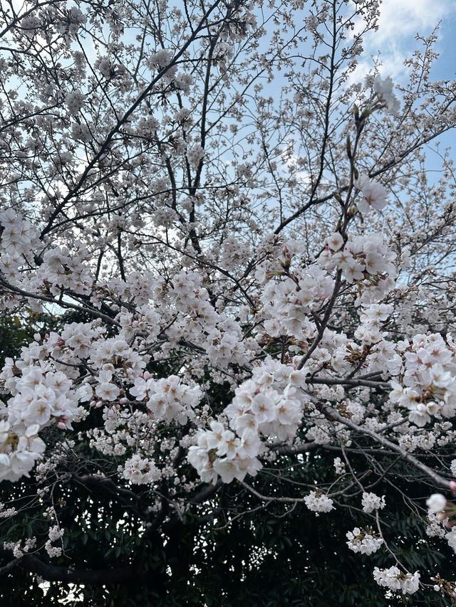 Petals & Paradise: My Cherry Blossom Adventure in Jinhae