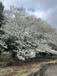 "Petals in the Wind: Japan’s Enchanted Sakura Season"