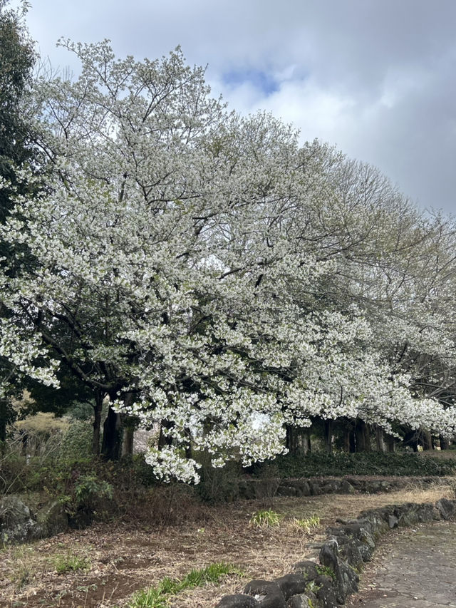 "Petals in the Wind: Japan’s Enchanted Sakura Season"