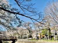 東京-善福寺川綠地，沿著河岸散步的賞櫻秘境