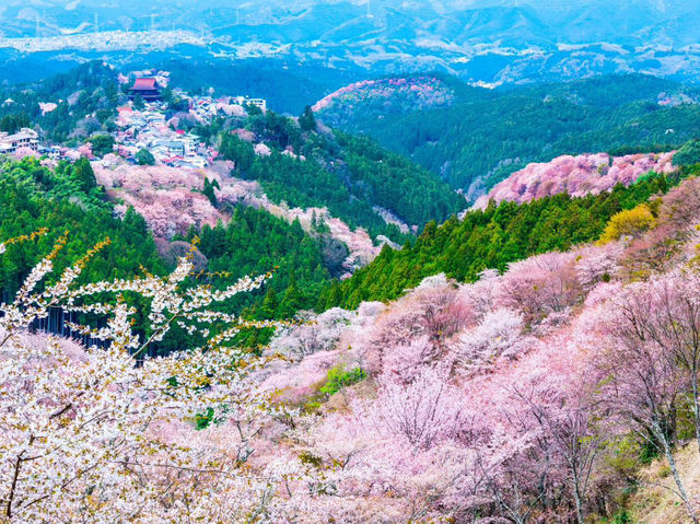 Mount Yoshino Cherry Blossoms: Japan’s Most Epic Sakura Destination
