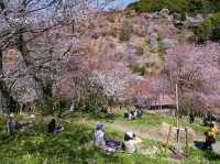 Mount Yoshino Cherry Blossoms: Japan’s Most Epic Sakura Destination