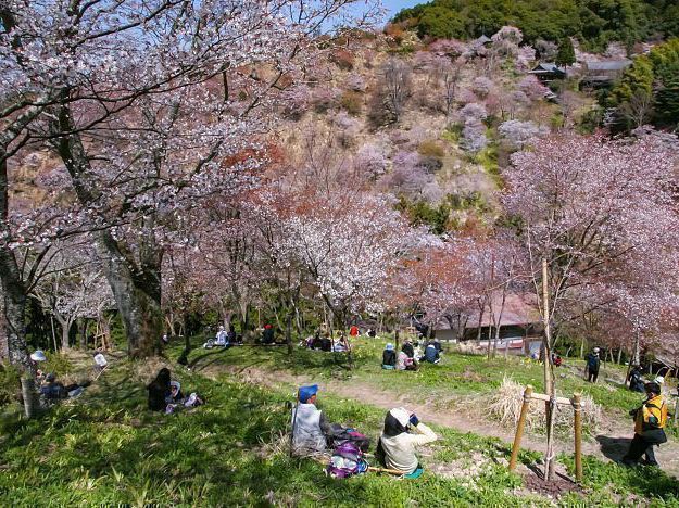 Mount Yoshino Cherry Blossoms: Japan’s Most Epic Sakura Destination