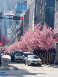 Magical Day in Kamakura and Nihonbashi 🌸🚉