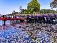 【愛知・津島市】4月中旬〜5月上旬が見頃！藤の花の絶景スポット