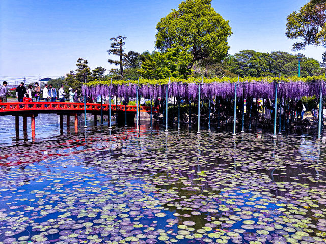 【愛知・津島市】4月中旬〜5月上旬が見頃！藤の花の絶景スポット