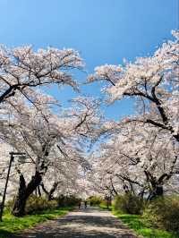 Kitakami City Park Tenshochi | Iwate's 2km Sakura Wonderland