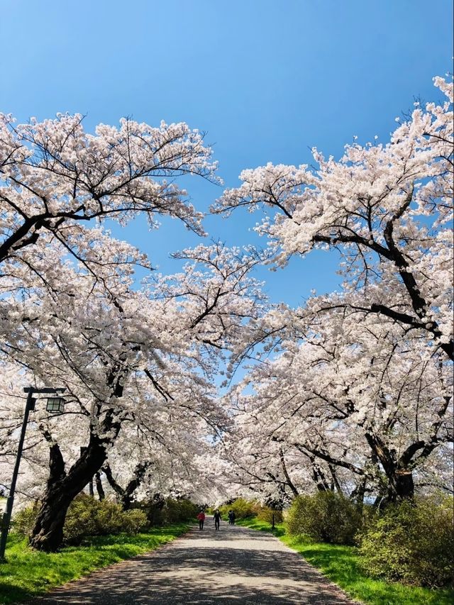 Kitakami City Park Tenshochi | Iwate's 2km Sakura Wonderland