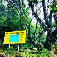 Exploring MacRitchie Reservoir Park: A Natural Escape in Singapore