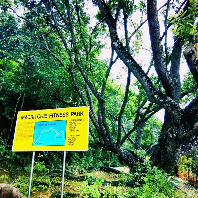 Exploring MacRitchie Reservoir Park: A Natural Escape in Singapore