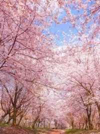 🌸 平壩櫻花海：藏在貴州安順的春日秘境