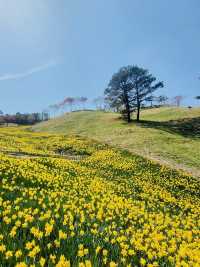 Jirisan Cheese Land Daffodil Field.
