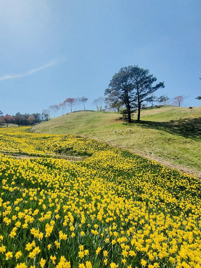 Jirisan Cheese Land Daffodil Field.