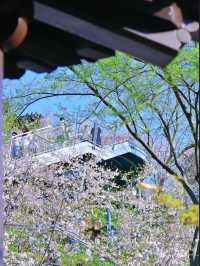 Cherry Blossoms at Guanyinmen, Nanjing