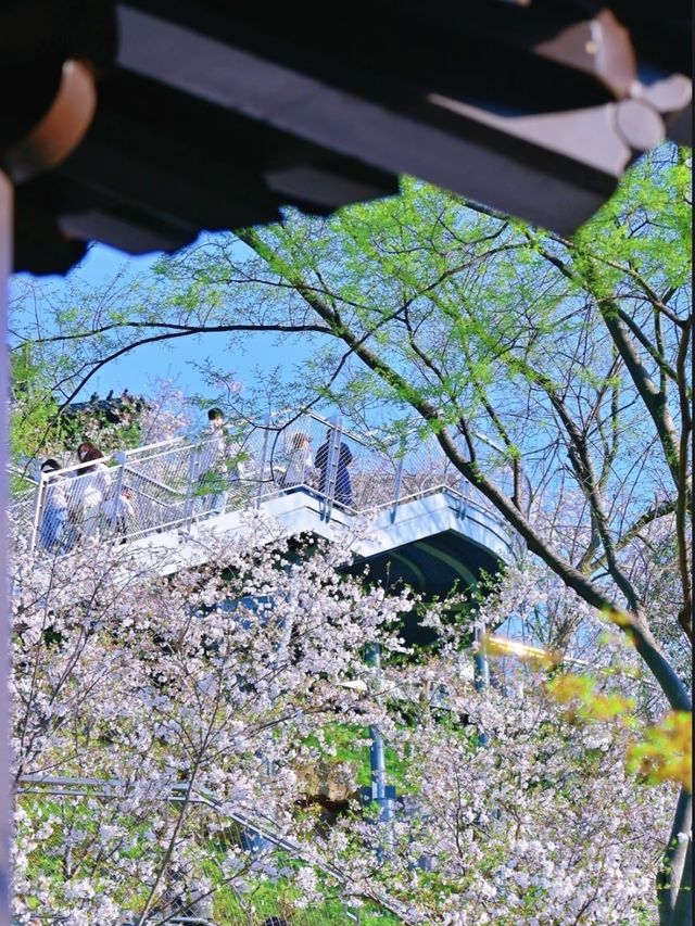 Cherry Blossoms at Guanyinmen, Nanjing