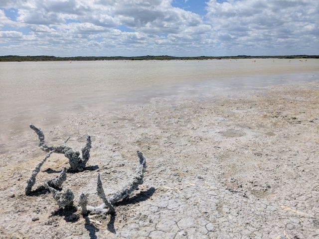 【メキシコ🇲🇽】ボートでフラミンゴに会いに行く旅🦩