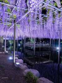 え？これ無料で見れるん？死ぬ前に絶対に見ておきたい藤棚の絶景✨