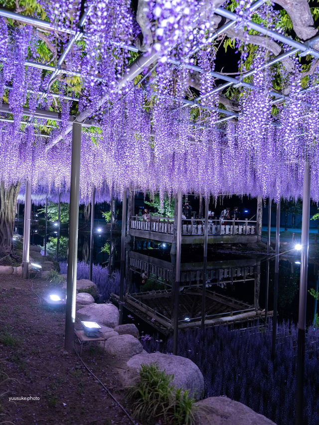 え？これ無料で見れるん？死ぬ前に絶対に見ておきたい藤棚の絶景✨