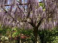「紫藤物語〜大藤節」在足利花卉公園綻放