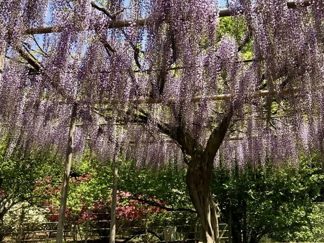 「紫藤物語〜大藤節」在足利花卉公園綻放