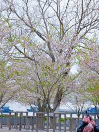 Muyan Riverside Cherry Blossoms, Nanjing's Longest Riverside Sakura Promenade