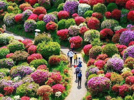Lễ hôi Hoa Đỗ Quyên