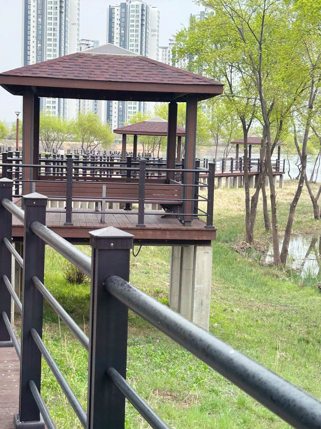 도심 속 자연 쉼터, 오송호수공원에서의 여유로운 산책 🌿🚶‍♀️