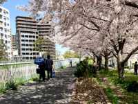 系田川櫻花道，大阪近郊江坂的市民親水河堤