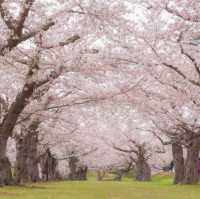 Goryokaku: A Star-Shaped Fortress Wrapped in Sakura