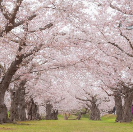 Goryokaku: A Star-Shaped Fortress Wrapped in Sakura