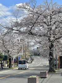 Sakuragaoka 🌸 