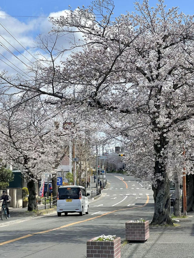 Sakuragaoka 🌸 