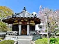 曹洞宗 五鋒山 松音寺，伊達家宗廟與春櫻的相互輝映