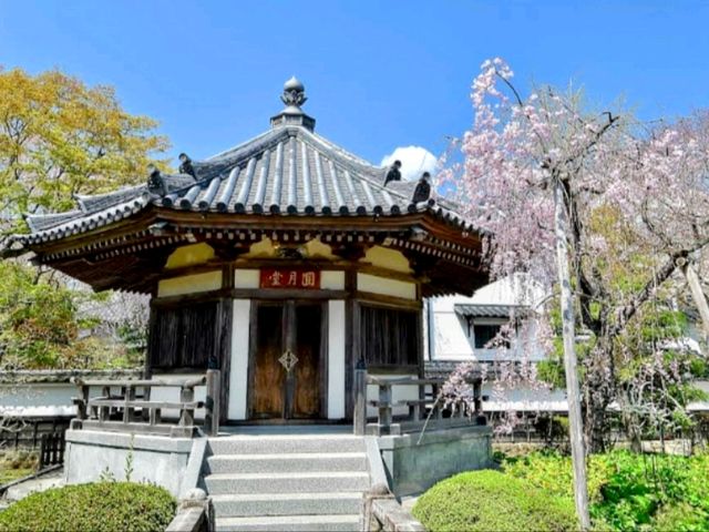 曹洞宗 五鋒山 松音寺，伊達家宗廟與春櫻的相互輝映