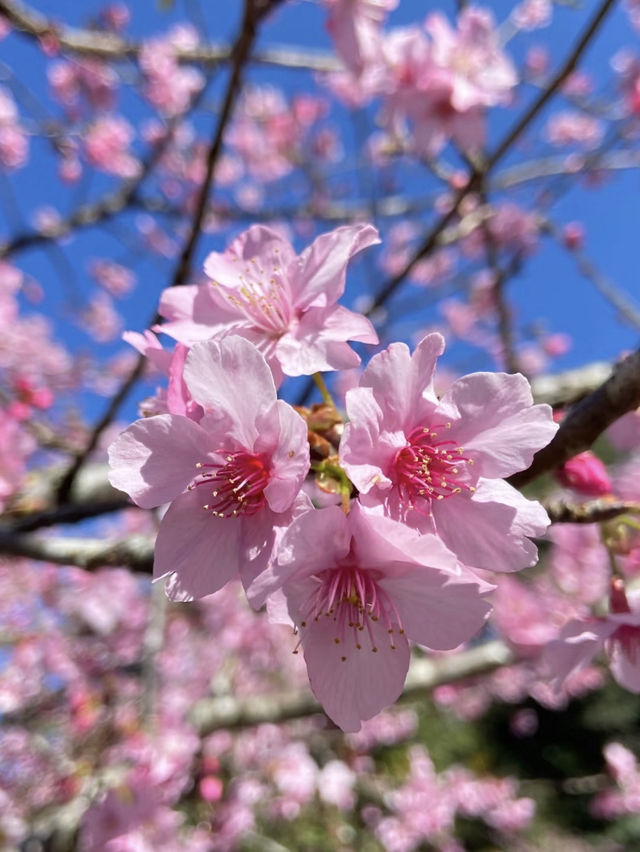 南部最早開花的寶山二集團櫻花公園！