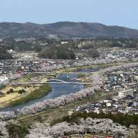 日本賞櫻天花板-白石川堤一目千本櫻