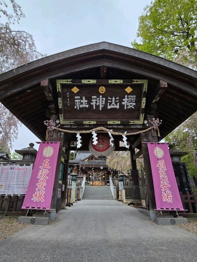枝垂れ桜の美しい神社🌸